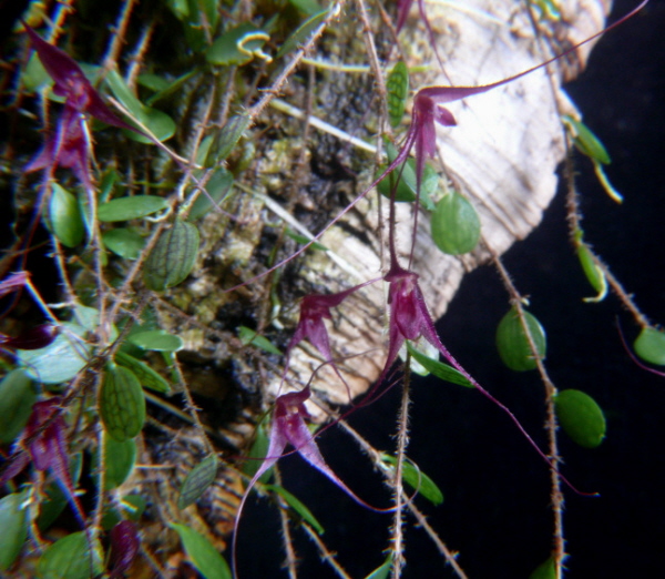 Trichosalpinx chamaelepanthes flowers internet picture