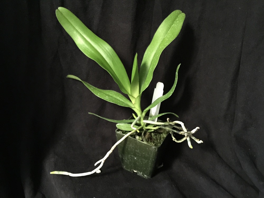 Pomatocalpa latifolia