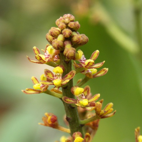 Pomatocalpa latifolia internet picture