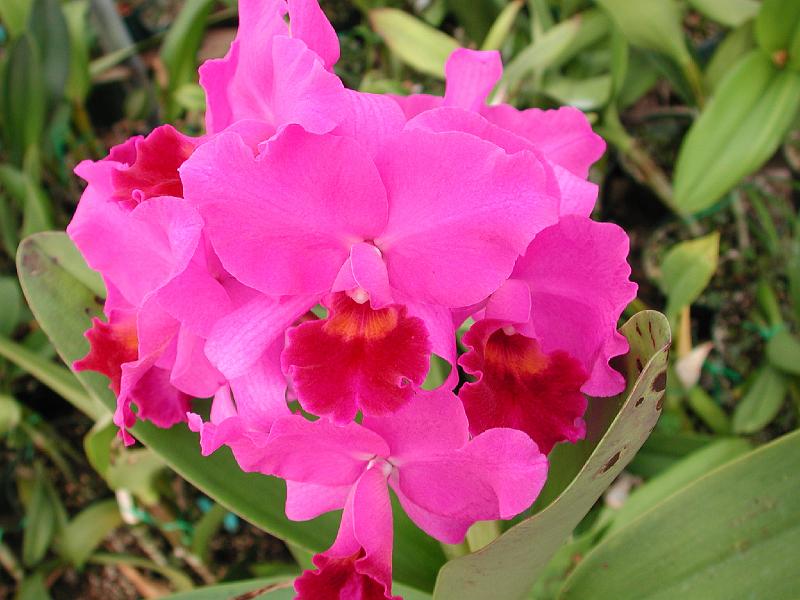 Blc. Molly Tyler internet picture