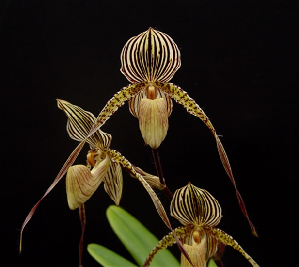 Paph. Saint Swithin internet picture